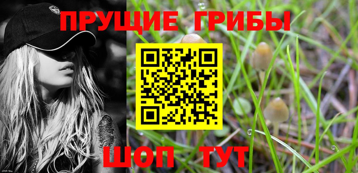 купить   Вход с VPN  Выборг  Псилоцибиновые грибы мицелий 